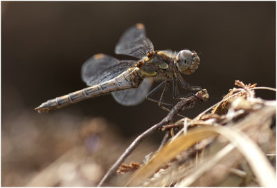 bruinrode Heidelibel - Sympetrum striolatum - vrouwtje