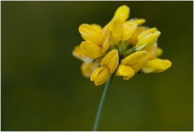 Moerasrolklaver - Lotus pedunculatus