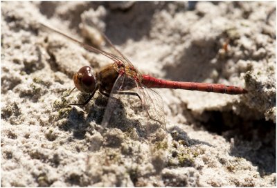 bruinrode Heidelibel - Sympetrum striolatum - man