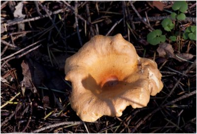 valse Hanenkam - Hygrophoropsis aurantiaca