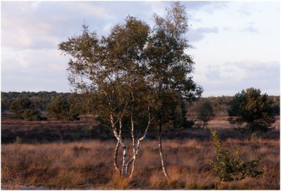 Cartierheide - Eersel Bergeijk