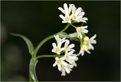 witte Engbloem - Vincetoxicum hirundinaria