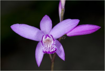 Bletilla Orchidee