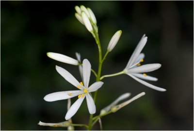 grote Graslelie - Anthericum liliago