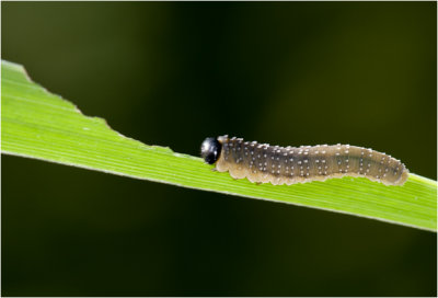 larve van Lissenbladwesp-Rhadinoceraea micans