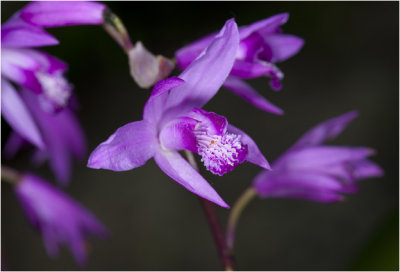 Bletilla Orchidee