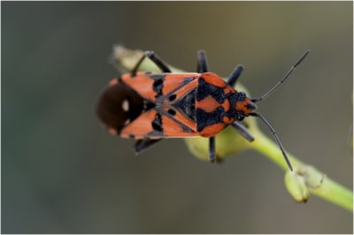 Aardwants - Lygaeus equestris -  Punaise cuyre