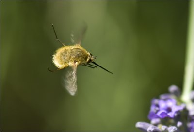 gewone Wolzwever - Bombylius major