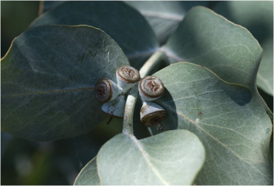 Eucalyptus