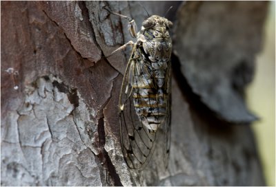 de Krekel - La cigale - Cicada orni