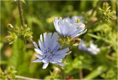 wilde chichorei - Cichorium intybus