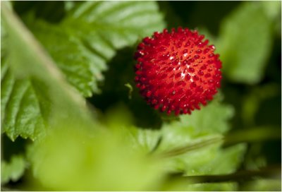 Bosaardbei - Fragaria vesca