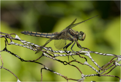 gewone Oeverlibel - Orthetrum Cancellatum