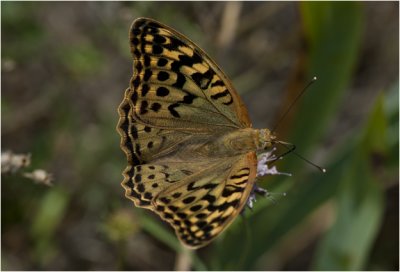 Keizersmantel - Argynnis paphia