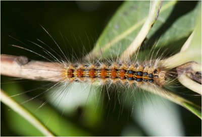 rups van Plakker - Lymantria dispar