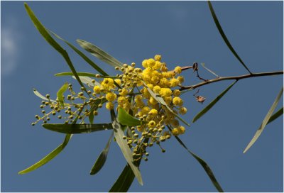 Mimosa - Acacia dealbata - Gaulois Astier