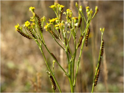 rups van Sint-Jacobsvlinder - Tyria jacobaeae