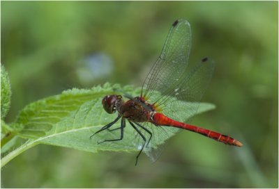 bloedrode Heidelibel - Sympetrum sanguineum