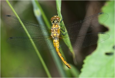 bloedrode Heidelibel - Sympetrum sanguineum - vrouwtje