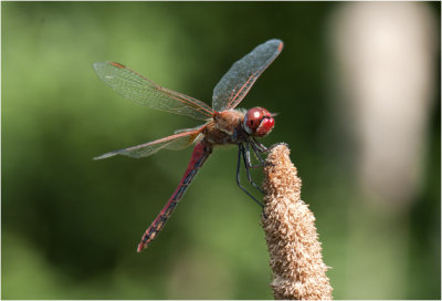 zwervende Heidelibel - Sympetrum fonscolombii