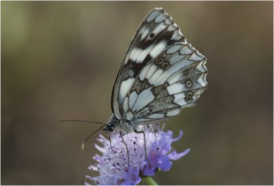 Dambordje - Melanargia galathea