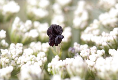 wilde Peen - Daucus carota