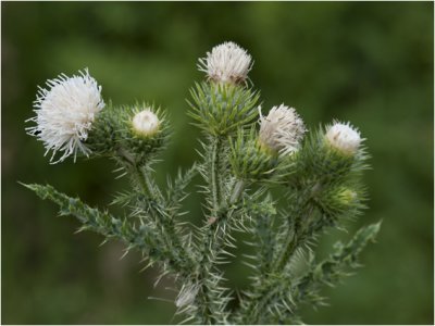 Akkerdistel - Cirsium arvense