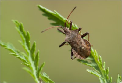 Zuringwants - Coreus marginatus