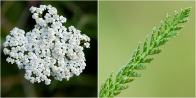 Duizendblad - Achillea millefolium