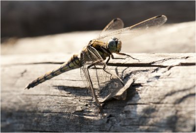 gewone Oeverlibel - Orthetrum cancellatum - vrouwtje