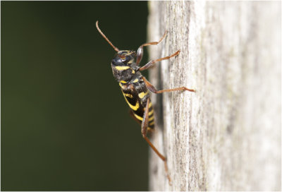 Wespenboktorfamilie - Xylotrechus arvicola