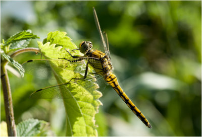 gewone Oeverlibel - Orthetrum Cancellatum