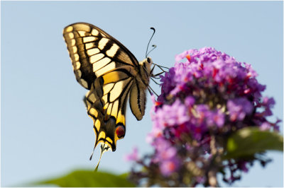 3 Koninginnepage - Papilio machaon