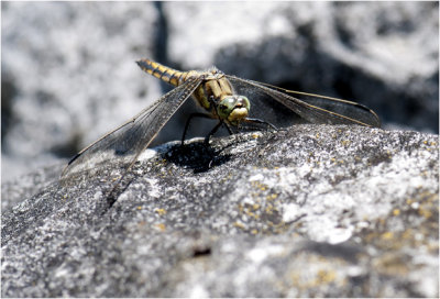 gewone Oeverlibel - Orthetrum Cancellatum ( female )