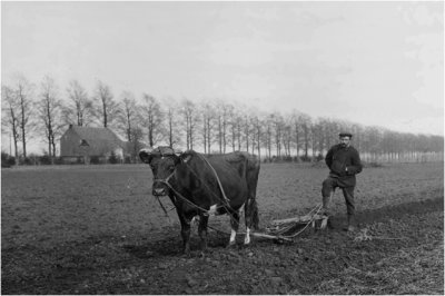 Ploegen met de koe