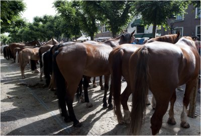 Paardenmarkt