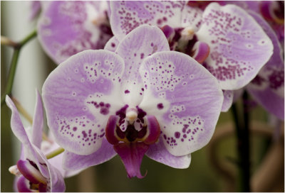 Hortus Botanicus - Orchidee