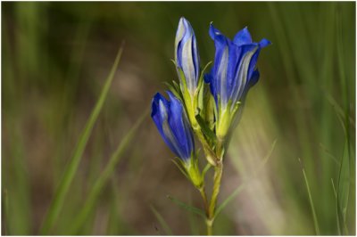  Klokjesgentiaan - Gentiana pneumonanthe