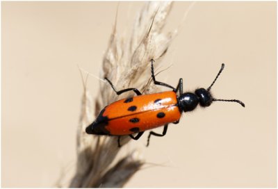 Oliekever - mylabris quadripunctata