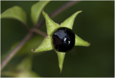 Glansbesnachtschade - Solanum physalifolium