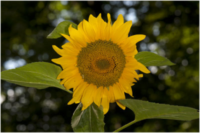 Zonnebloem - Helianthus annuus