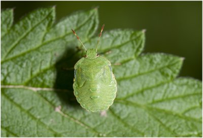 groene Stinkwants - Palomena prasina - nimf