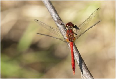 bloedrode Heidelibel - Sympetrum sanguineum