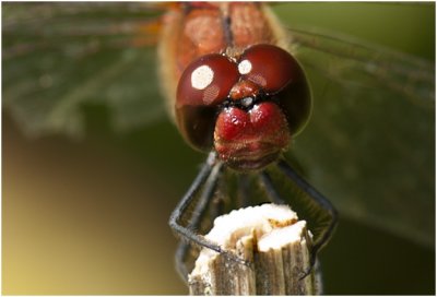 bloedrode Heidelibel - Sympetrum sanguineum