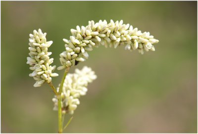 Perzikkruid - Persicaria maculosa