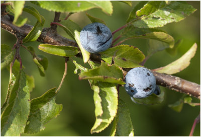Sleedoorn  - Prunus spinosa