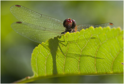 bloedrode Heidelibel - Sympetrum sanguineum