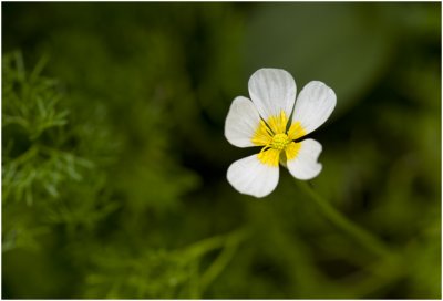 fijne Waterranonkel  - Ranunculus aquatilis