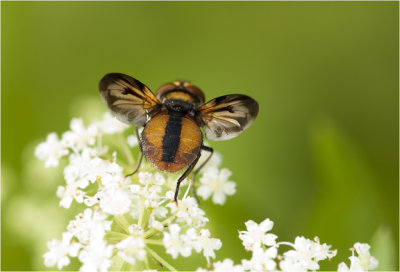 Wantssluipvlieg - Phasia hemiptera