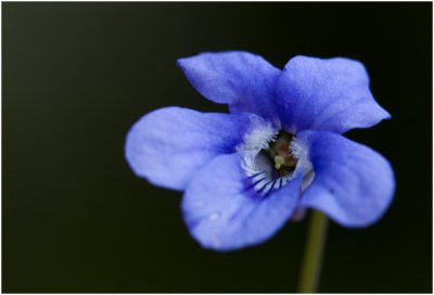 donkersporig Bosviooltje - Viola reichenbachiana